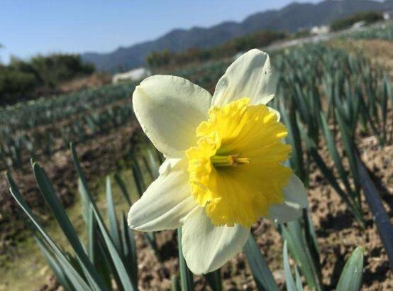 水仙花花語是什么，象征著純潔和吉祥