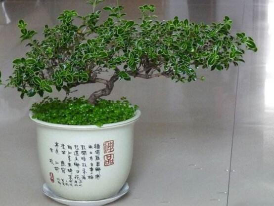 六月雪有毒嗎，六月雪可以養(yǎng)殖在室內(nèi)嗎