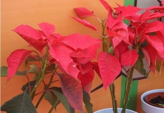 一品紅花語是什么，一品紅花語代表著我的心正在燃燒
