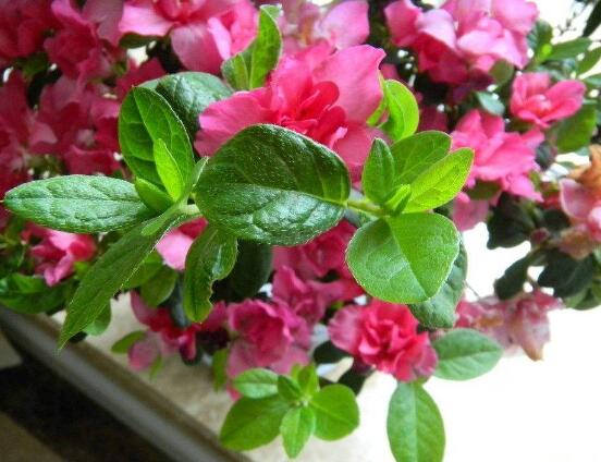 杜鵑花的風(fēng)水作用，杜鵑花在風(fēng)水上具有化煞作用