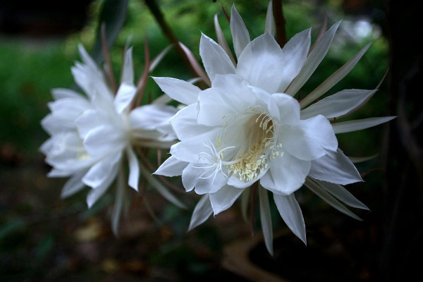 曇花如何養(yǎng)殖，土壤要富含腐殖質(zhì)營(yíng)養(yǎng)