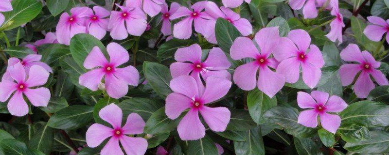 長春花發(fā)芽后怎么養(yǎng)護