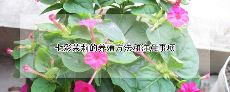 七彩茉莉的養(yǎng)殖方法和注意事項(xiàng)