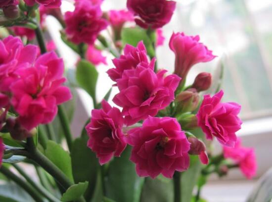 長(zhǎng)壽花冬天能開(kāi)花嗎，長(zhǎng)壽花冬季如何開(kāi)花