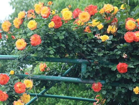 藤本月季和薔薇的區(qū)別，刺大的是藤本月季（三種區(qū)別方法）