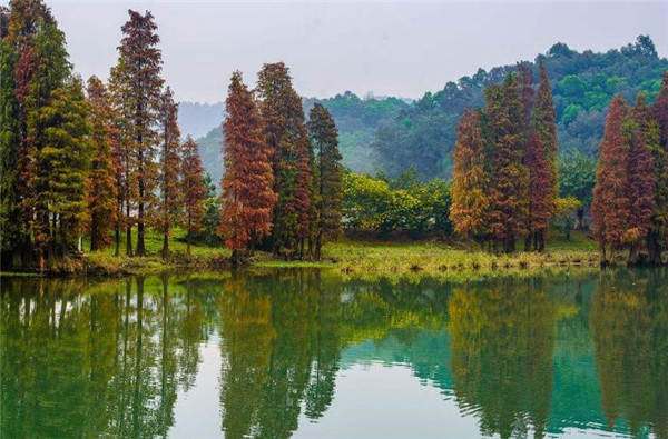 落羽杉形態(tài)特征