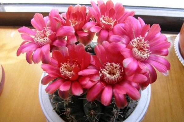 仙人球開花是好事嗎，寓意吉祥如意、好事將至
