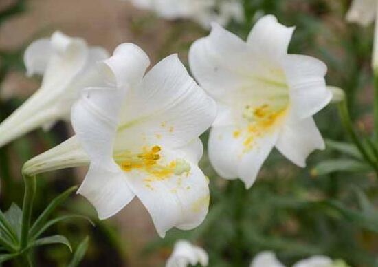 百合花怎么養(yǎng)，百合花的養(yǎng)殖方法和注意事項(xiàng)