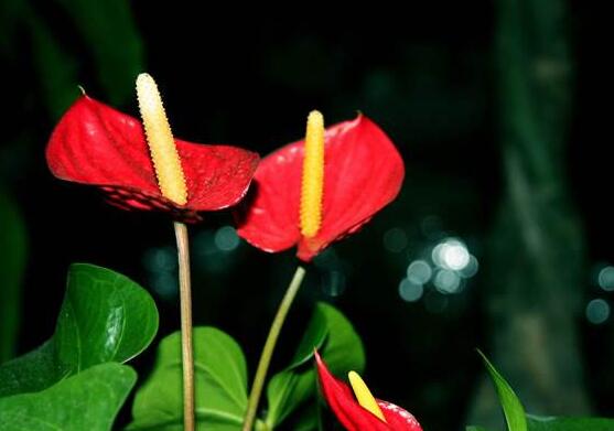 紅掌葉子發(fā)黃怎么補(bǔ)救，四種原因以及解決辦法