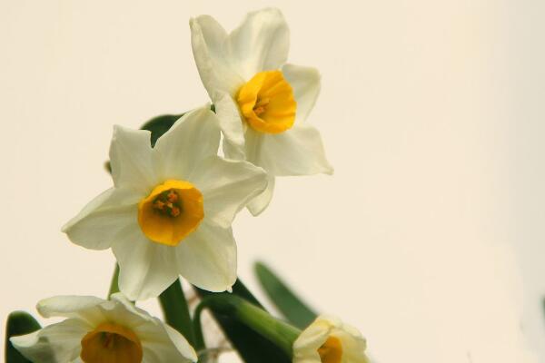 水仙什么時(shí)候開花，冬天開花，養(yǎng)護(hù)得當(dāng)可延長(zhǎng)花期