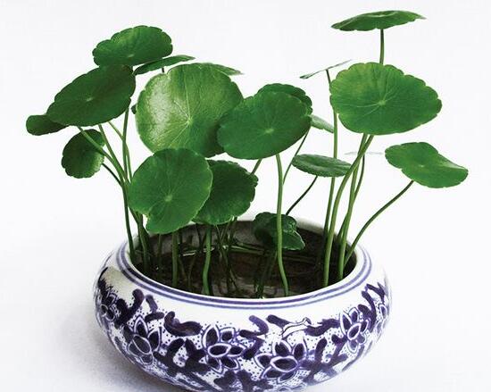 銅錢草葉子邊緣干枯，銅錢草葉子發(fā)黃怎么辦
