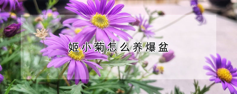 姬小菊怎么養(yǎng)爆盆