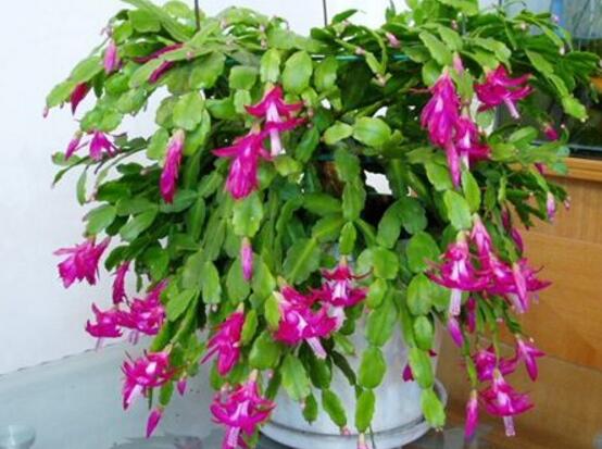 蟹爪蘭花期可以澆水嗎，教你五點(diǎn)基本步驟便可花開茂盛