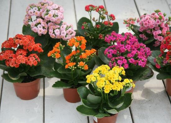 長(zhǎng)壽花怎么打頂和摘心，長(zhǎng)壽花修剪打頂與摘心圖解