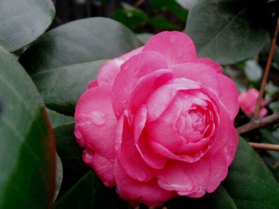 茶花葉子長黑斑是怎么回事，茶花葉子長黑斑怎么辦