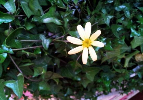 常春藤會開花嗎，常春藤什么時(shí)候開花