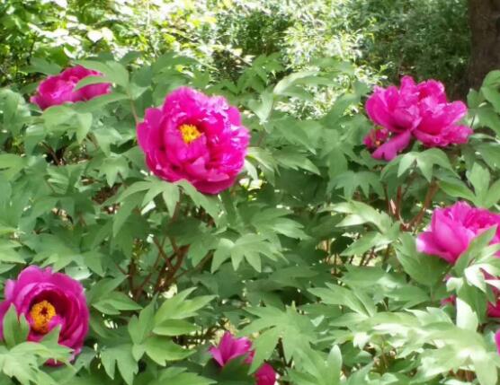 牡丹花什么時候開，牡丹花在每年5月開花(一年開一次)