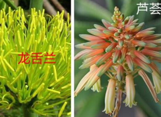 怎樣分辨龍舌蘭和蘆薈，龍舌蘭和蘆薈的區(qū)別