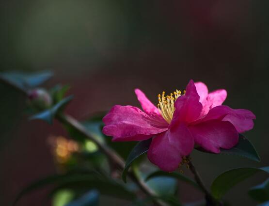 茶花長歪了怎么辦，教你五種解決辦法