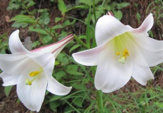 百合花為什么根爛，百合花爛根怎么辦/修根重新栽培