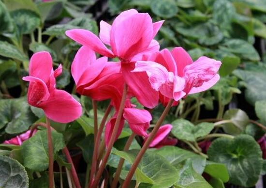 仙客來什么時(shí)候開花，仙客來一年開幾次花/冬季開花