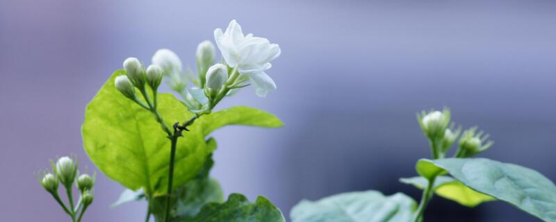 茉莉開花時可以澆水嗎