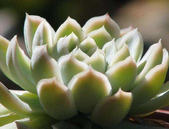 寶石花怎么繁殖，老農(nóng)總結(jié)四種繁殖方法(播種繁殖簡單易學(xué))