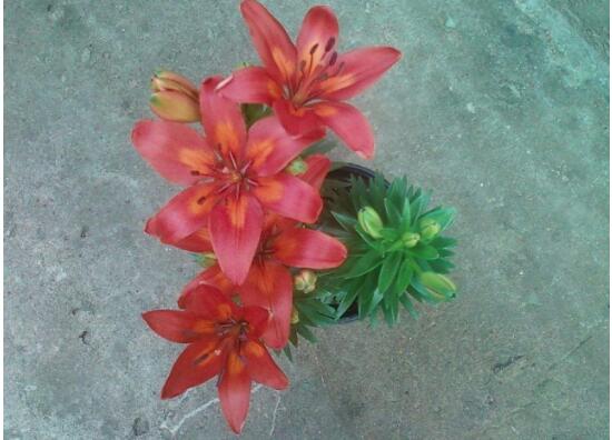百合花為什么根爛，百合花爛根怎么辦/修根重新栽培