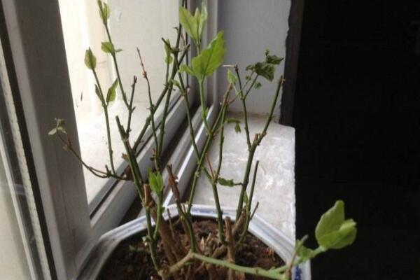 茉莉花葉子發(fā)黑怎么回事，最常見3種原因及處理方法