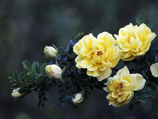 薔薇花的冬季怎么養(yǎng)，薔薇花的冬季養(yǎng)殖方法