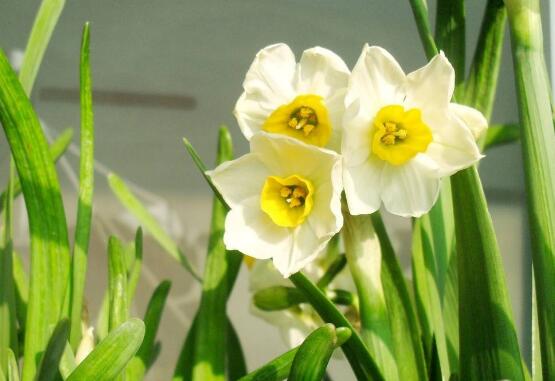 水仙花爛根怎么辦，水仙花爛根解決辦法