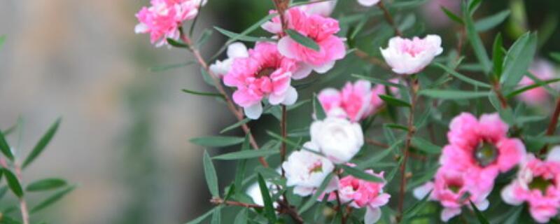 松紅梅的花語(yǔ)