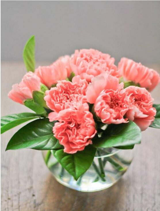康乃馨盆栽怎么養(yǎng)才長(zhǎng)得好，5種方法讓你盆栽亭亭如蓋