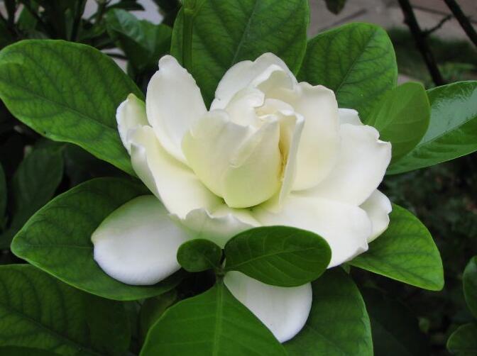 盆栽梔子花花少該怎么辦，了解以下四點可以讓你的梔子花開爆