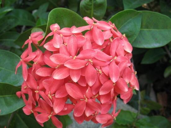 臭繡球花的養(yǎng)殖方法和注意事項(xiàng)，臭繡球花八大養(yǎng)殖基本方法