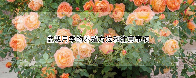 盆栽月季的養(yǎng)殖方法和注意事項(xiàng)