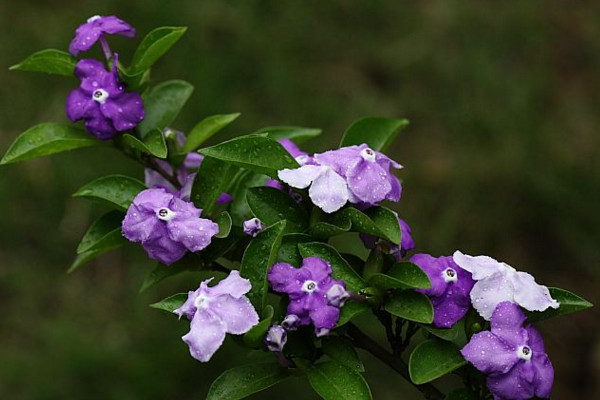 鴛鴦茉莉的花語(yǔ)