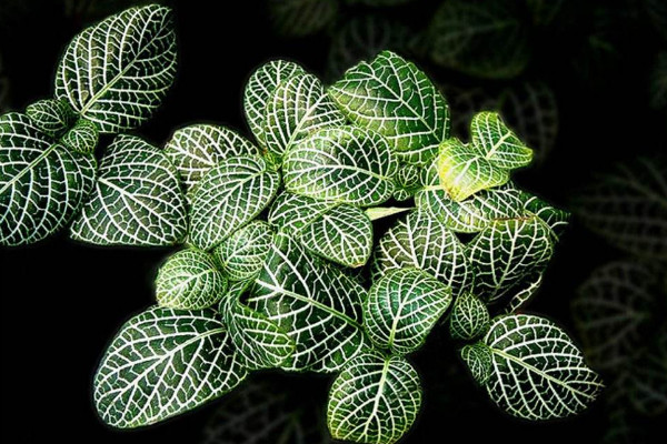 網(wǎng)紋草的花語(yǔ)有哪些，理性/睿智/輕盈