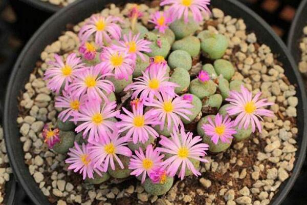 生石花什么時(shí)候開(kāi)花，夏秋兩季開(kāi)花（花期比較短暫）