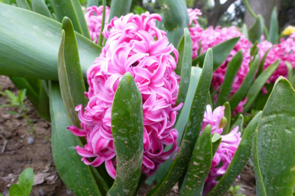 風(fēng)信子開(kāi)完花后怎么處理