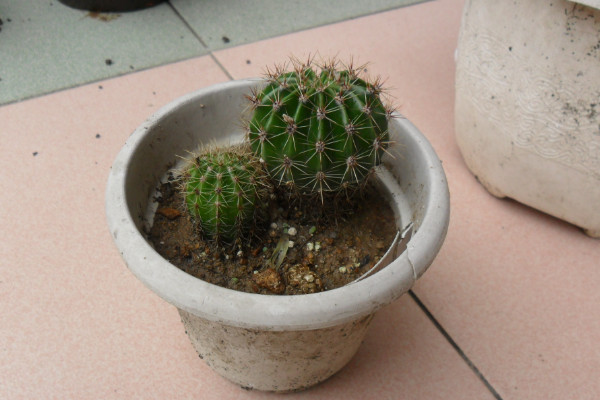 仙人球根部腐爛怎么辦，修剪處理后重新栽植