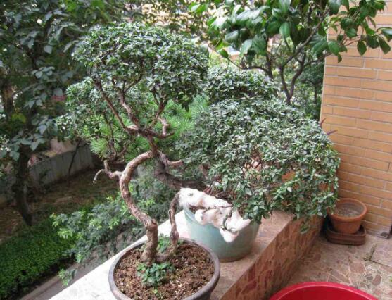 六月雪花怎么施肥，六月雪花施肥方法