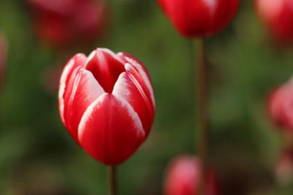 郁金香花語(yǔ)是什么