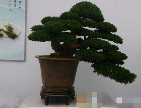 羅漢松盆景怎么摘心，修剪頂部的生長點(diǎn)(樹梢枝為10厘米最佳)