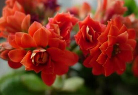 長(zhǎng)壽花冬天能開(kāi)花嗎，長(zhǎng)壽花冬季如何開(kāi)花