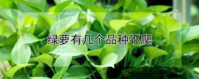 綠蘿有幾個(gè)品種不爬