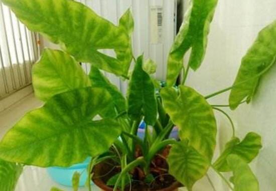 滴水觀音爛根的原因，滴水觀音爛根處理方法