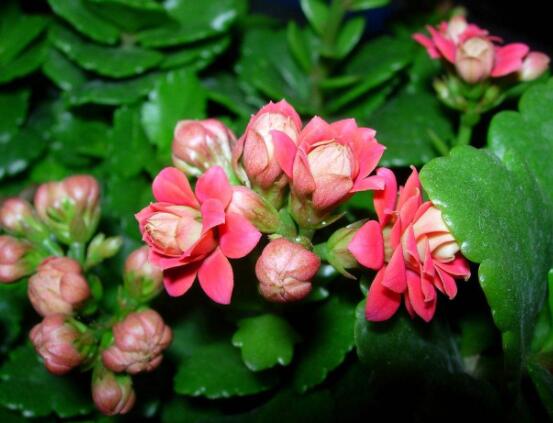 長壽花夏天怎么養(yǎng)，做好這五大要點可安然過夏