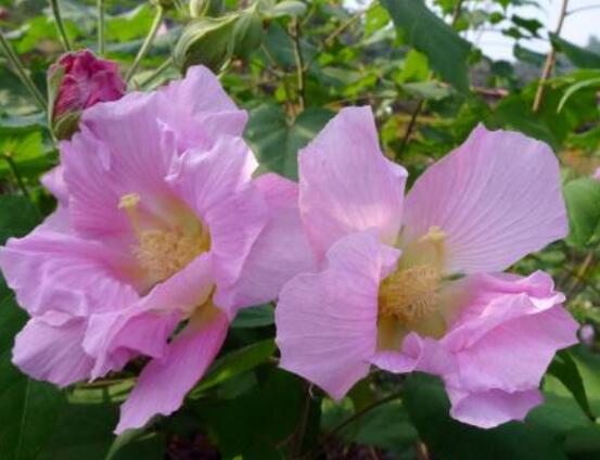 芙蓉花的功效與作用，凈化空氣、固土護坡、調經止血