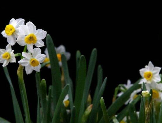 水仙花的風(fēng)水作用，催財(cái)生旺、美化環(huán)境